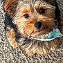 Silas is registered to the contest to win money with this photo: dog, puppy, small_dog, fur, carpet, bandana, pet, cute, close_up, animal, looking_at_camera, adorable, fluffy, brown_fur, black_fur, face, ears, whiskers, indoor, domestic_animal
