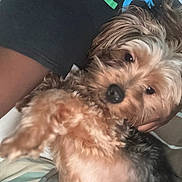 Silas is registered to the contest to win money with this photo: dog, puppy, pet, fur, paw, cute, animal, indoor, person, clothing, black_shirt, snuggle, closeup, face, nose, eye, fur_texture, bed, blanket, casual