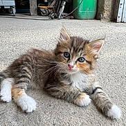 Iris participe au concours pour gagner de l'argent avec cette photo : kitten, cat, animal, pet, fur, whiskers, ears, eyes, paw, concrete_floor, garage, workshop, tools, equipment, indoor, cute, young, tabby, striped, fluffy
