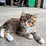 kitten, cat, animal, pet, fur, whiskers, ears, eyes, paw, concrete_floor, garage, workshop, tools, equipment, indoor, cute, young, tabby, striped, fluffy