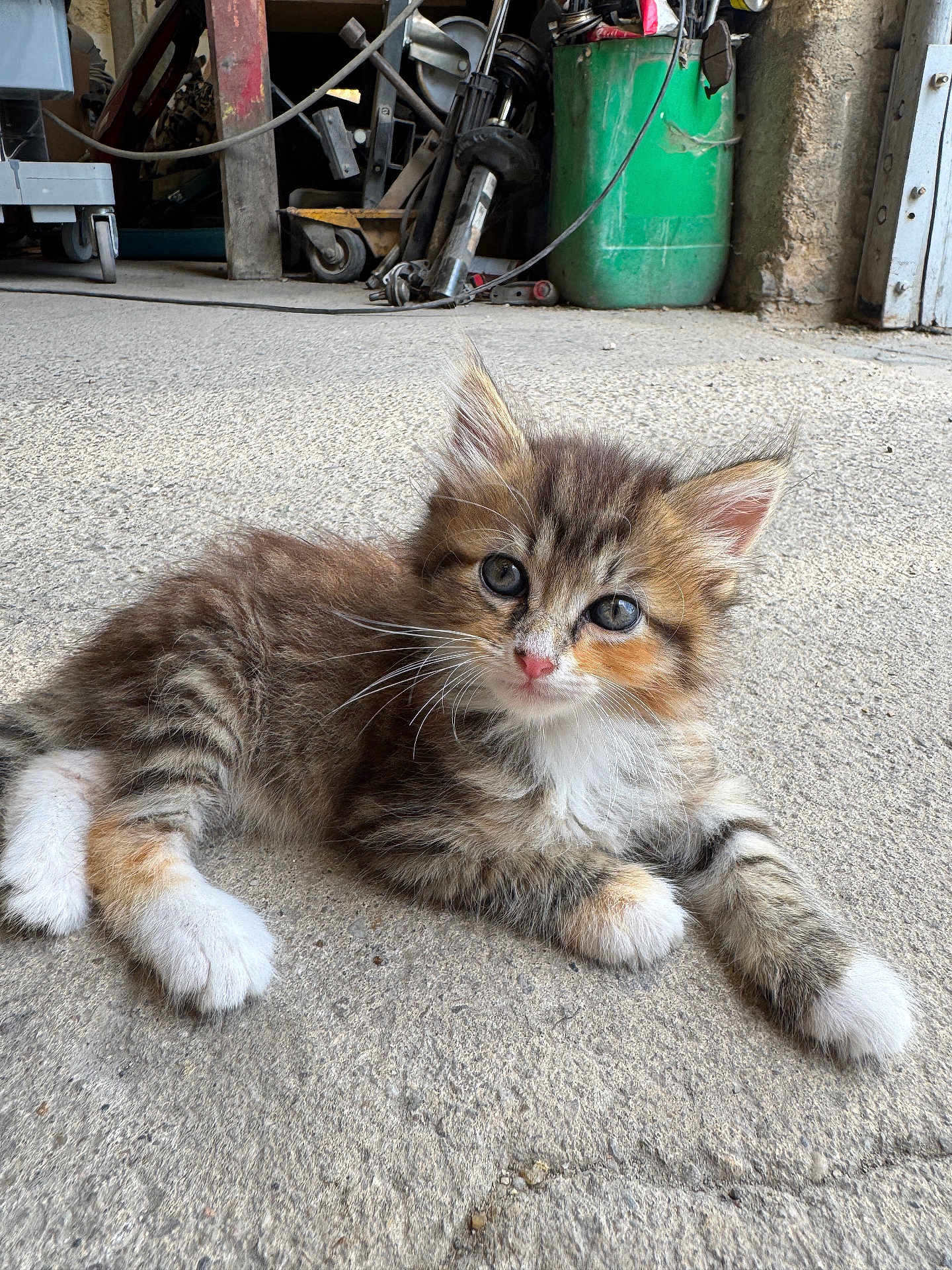 Iris participe au concours pour gagner de l'argent avec cette photo : kitten, cat, animal, pet, fur, whiskers, ears, eyes, paw, concrete_floor, garage, workshop, tools, equipment, indoor, cute, young, tabby, striped, fluffy
