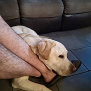 Sam a rejoint le concours — aidez-le/la à gagner de superbes lots ! dog, pet, indoor, floor, tile, slipper, foot, couch, resting, light_fur, relaxed, companion, human, comfort, leg, paw, animal, home, casual, quiet