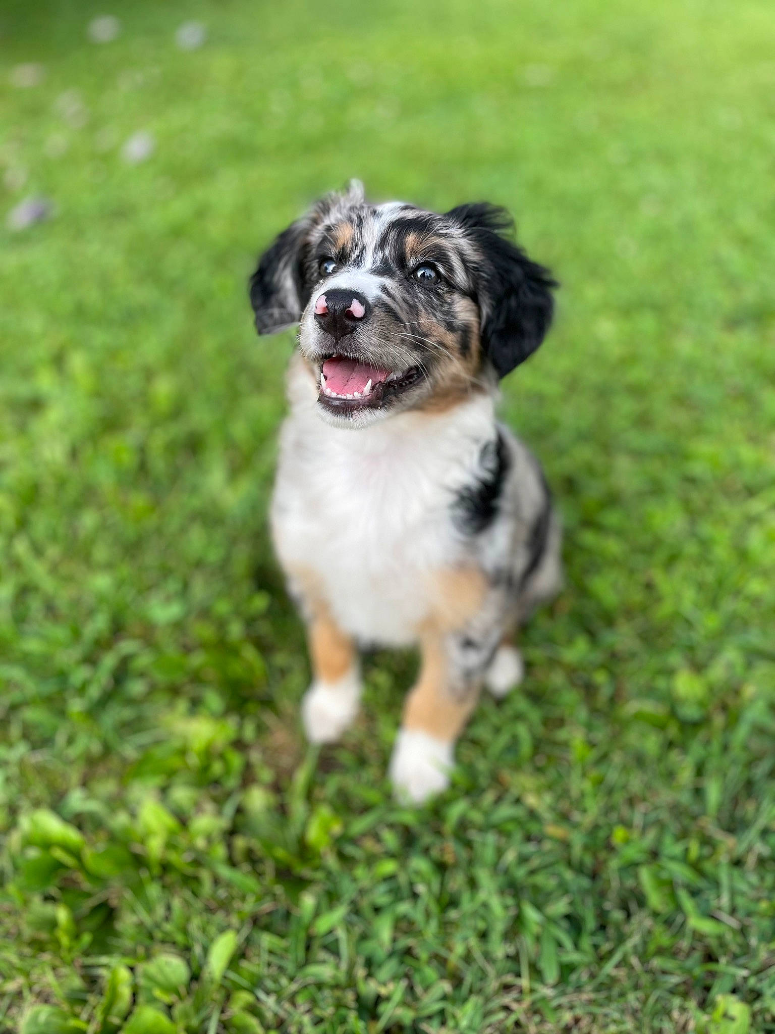 Kacey is registered to the contest to win money with this photo: canidae, carnivore, companion_dog, dog, dog_breed, garden, grass, grassland, herding_dog, lawn, plant, puppy, sporting_group, toy_dog, working_animal, working_dog