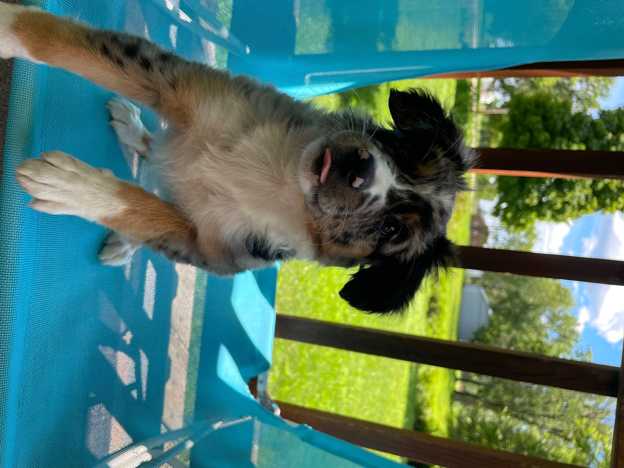 Kacey joined the competition — help win amazing prizes! bat, canidae, dog_breed, fawn, fence, fur, little_red_flying_fox, liver, paw, primate, snout, sporting_group, tail, terrestrial_animal, toe, tree, tufted_capuchin, wildlife, zoo