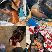Hanky is registered to the contest to win money with this photo: dog, dachshund, pet, indoor, car, blanket, paw, nail_polish, car_seat, yawning, licking, cute, canine, black_and_tan, fur, playful, animal, resting, portrait, cozy