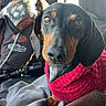 Hanky joined the competition — help win amazing prizes! dog, dachshund, pet, animal, car, window, person, sweater, pink, blanket, seat, fur, ears, eyes, cozy, winter, clothing, portrait, indoor, travel