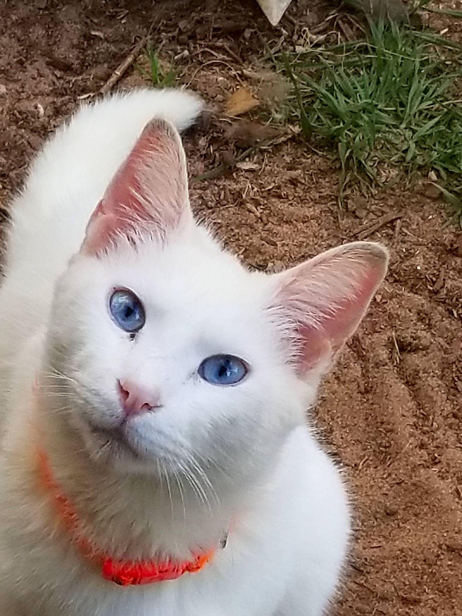 Shithead is registered to the contest to win money with this photo: aegean_cat, american_wirehair, carnivore, cat, colorpoint_shorthair, domestic_short_haired_cat, ear, eye, felidae, fur, german_rex, grass, khao_manee, mammal, ojos_azules, small_to_medium_sized_cats, turkish_angora, turkish_van, whiskers, white