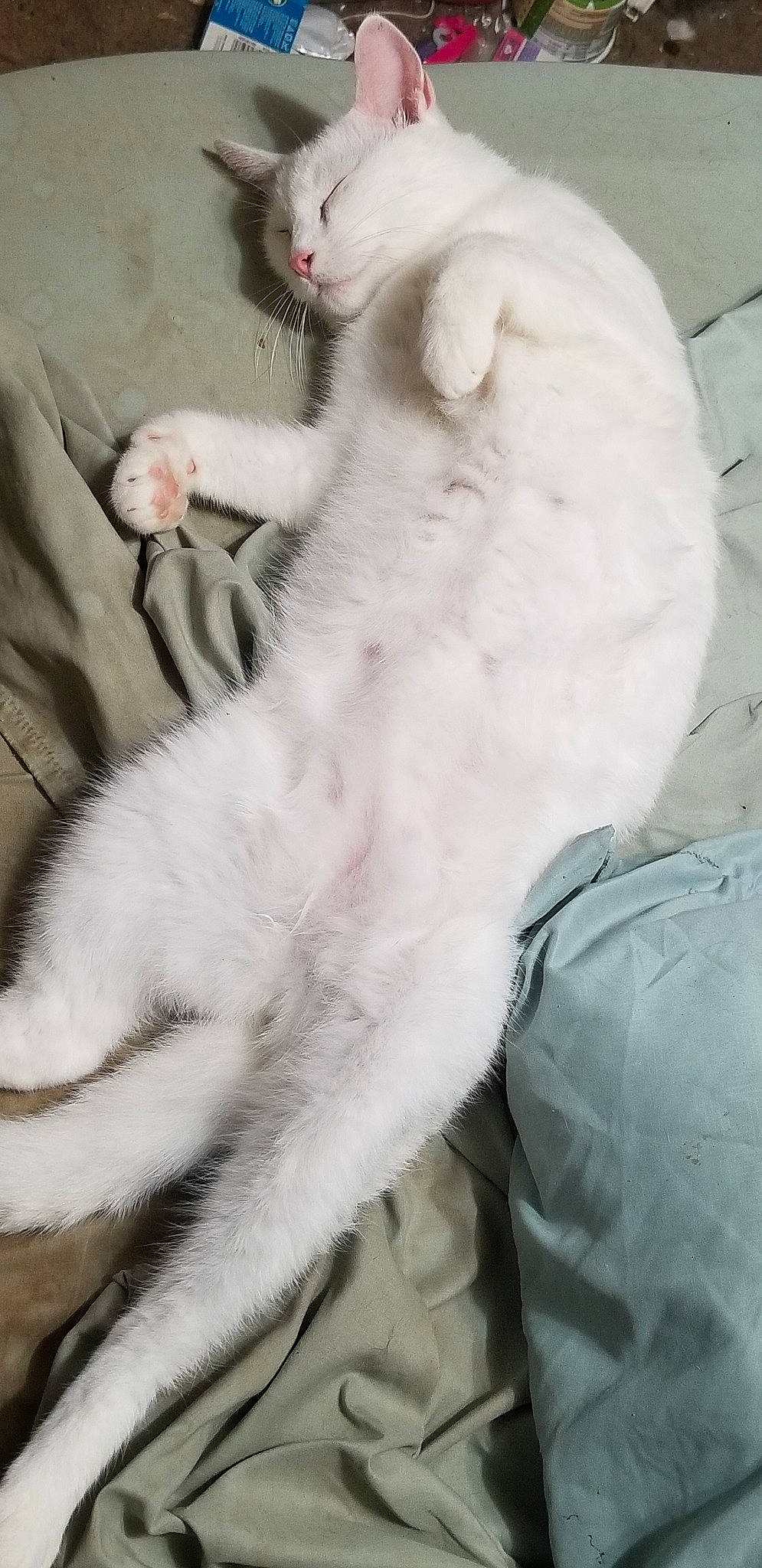 Shithead is registered to the contest to win money with this photo: burmilla, carnivore, cat, claw, felidae, fur, fur_clothing, khao_manee, paw, small_to_medium_sized_cats, tail, turkish_angora, whiskers, white