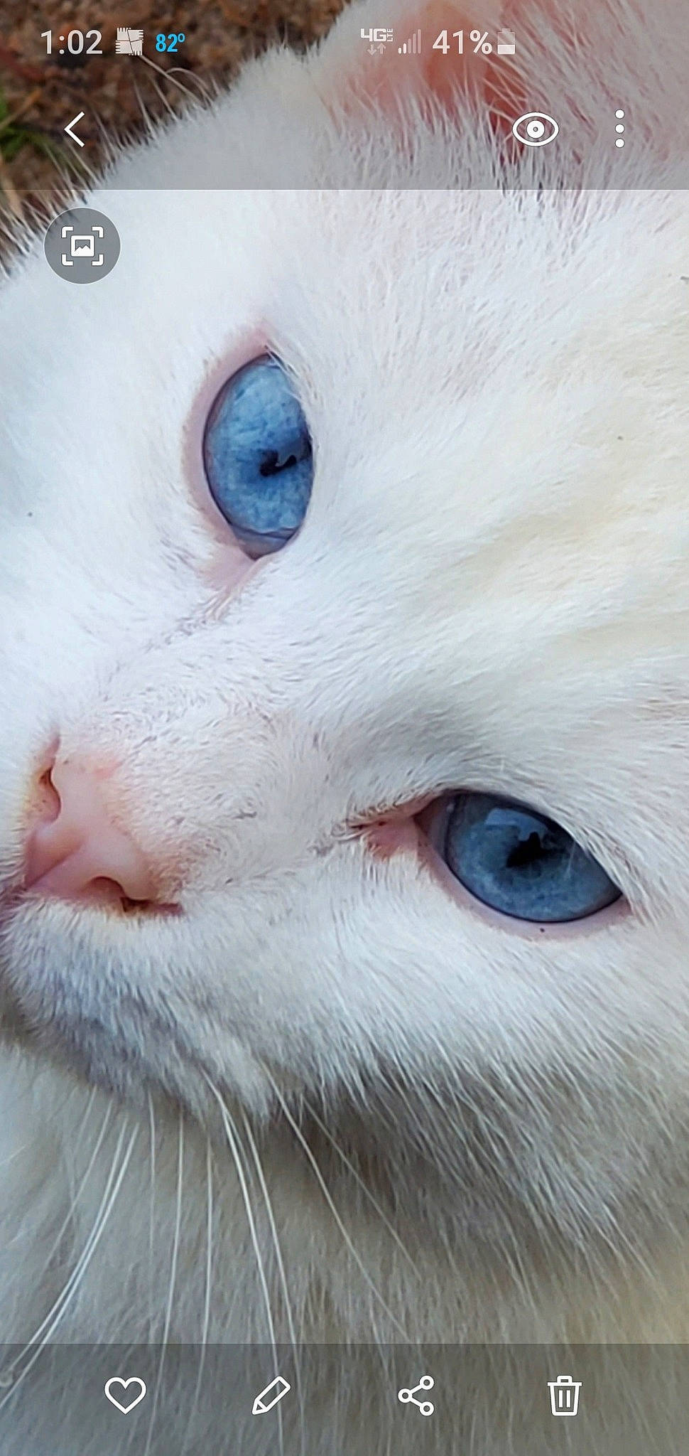 Shithead joined the competition — help win amazing prizes! carnivore, cat, close_up, eye, face, felidae, fur, head, iris, khao_manee, nose, organ, small_to_medium_sized_cats, snout, turkish_angora, whiskers, white