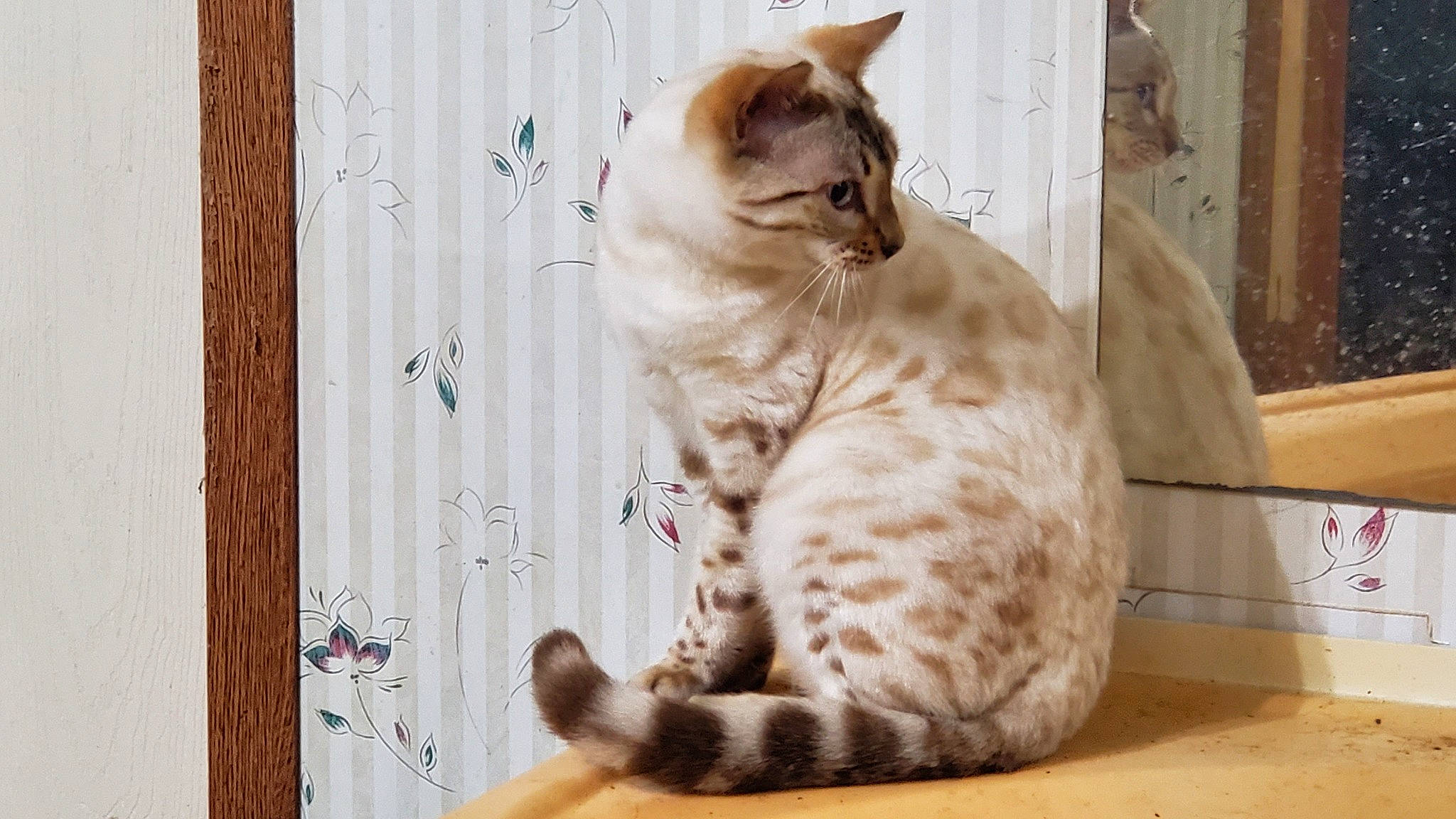 Apollo is registered to the contest to win money with this photo: arabian_mau, asian, australian_mist, bengal, carnivore, cat, domestic_short_haired_cat, dragon_li, european_shorthair, felidae, kitten, mammal, ocicat, small_to_medium_sized_cats, tabby_cat, tail, vertebrate, whiskers