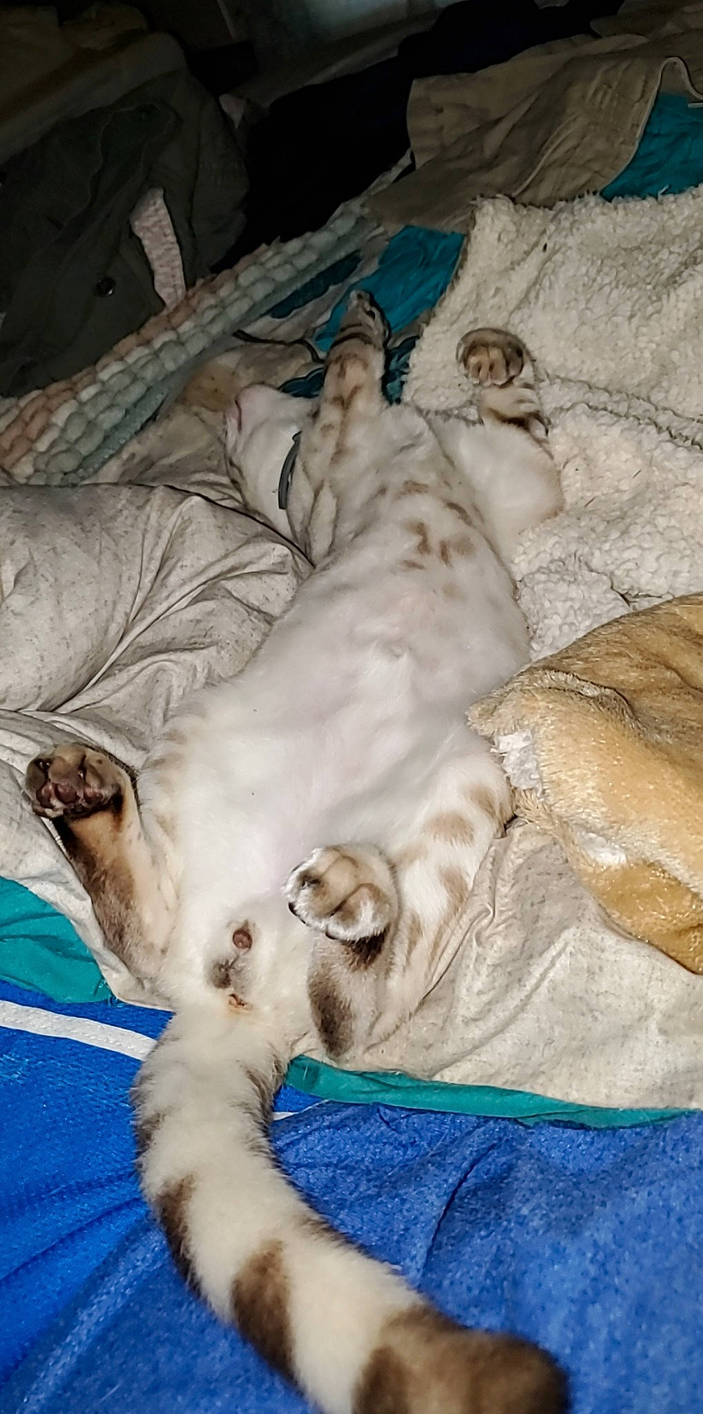 Apollo is registered to the contest to win money with this photo: canidae, carnivore, cat, dog_breed, fawn, felidae, fur, kitten, nap, puppy, retriever, sleep, small_to_medium_sized_cats, sporting_group