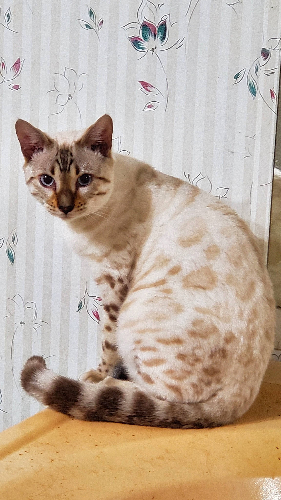 Apollo joined the competition — help win amazing prizes! american_wirehair, arabian_mau, asian, australian_mist, bengal, carnivore, cat, domestic_short_haired_cat, egyptian_mau, european_shorthair, felidae, kitten, mammal, ocicat, small_to_medium_sized_cats, tabby_cat, tail, vertebrate, whiskers