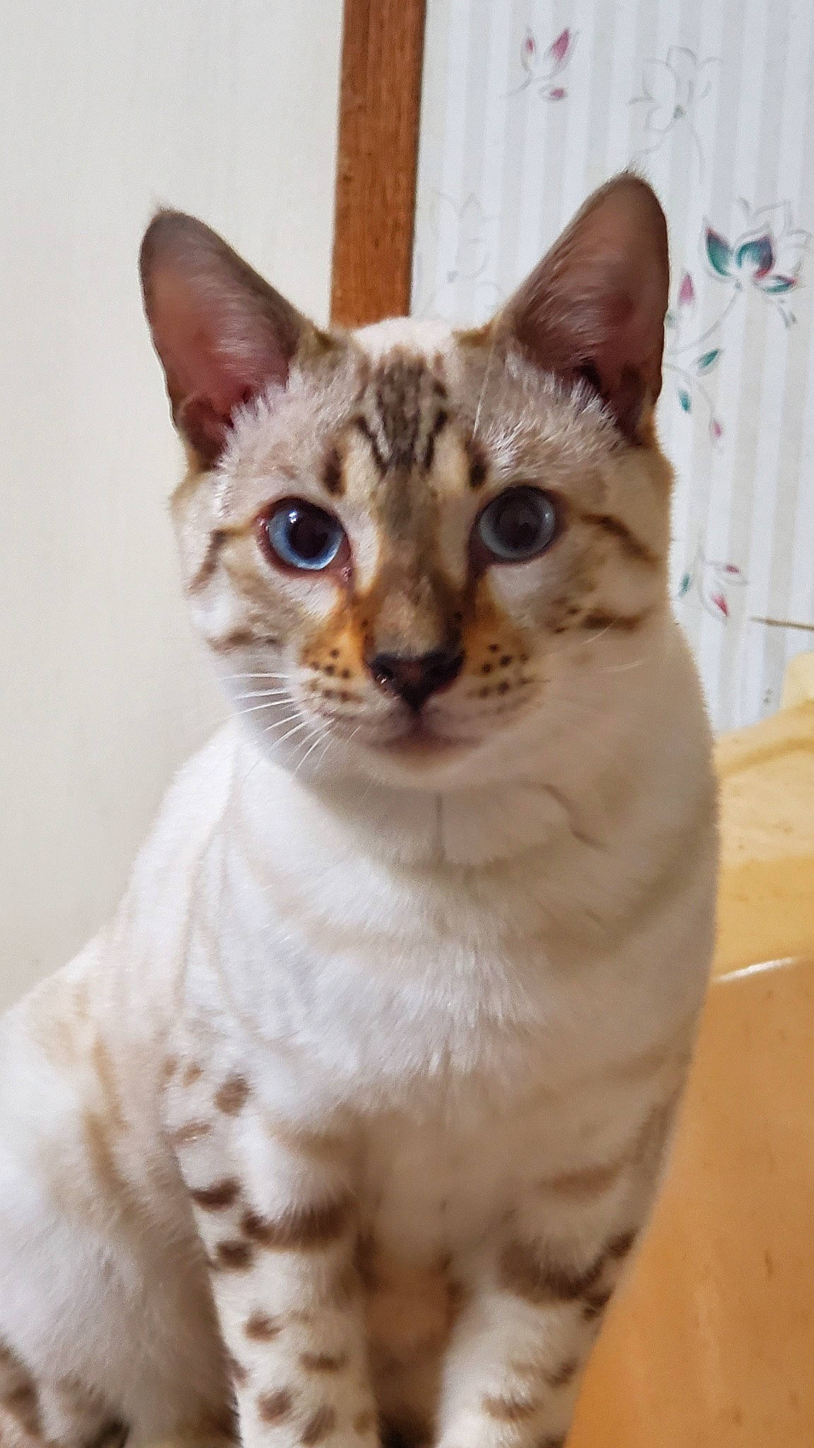 Apollo joined the competition — help win amazing prizes! aegean_cat, american_wirehair, arabian_mau, asian, australian_mist, carnivore, cat, devon_rex, domestic_short_haired_cat, european_shorthair, felidae, german_rex, kitten, mammal, oriental_longhair, oriental_shorthair, singapura, small_to_medium_sized_cats, vertebrate, whiskers