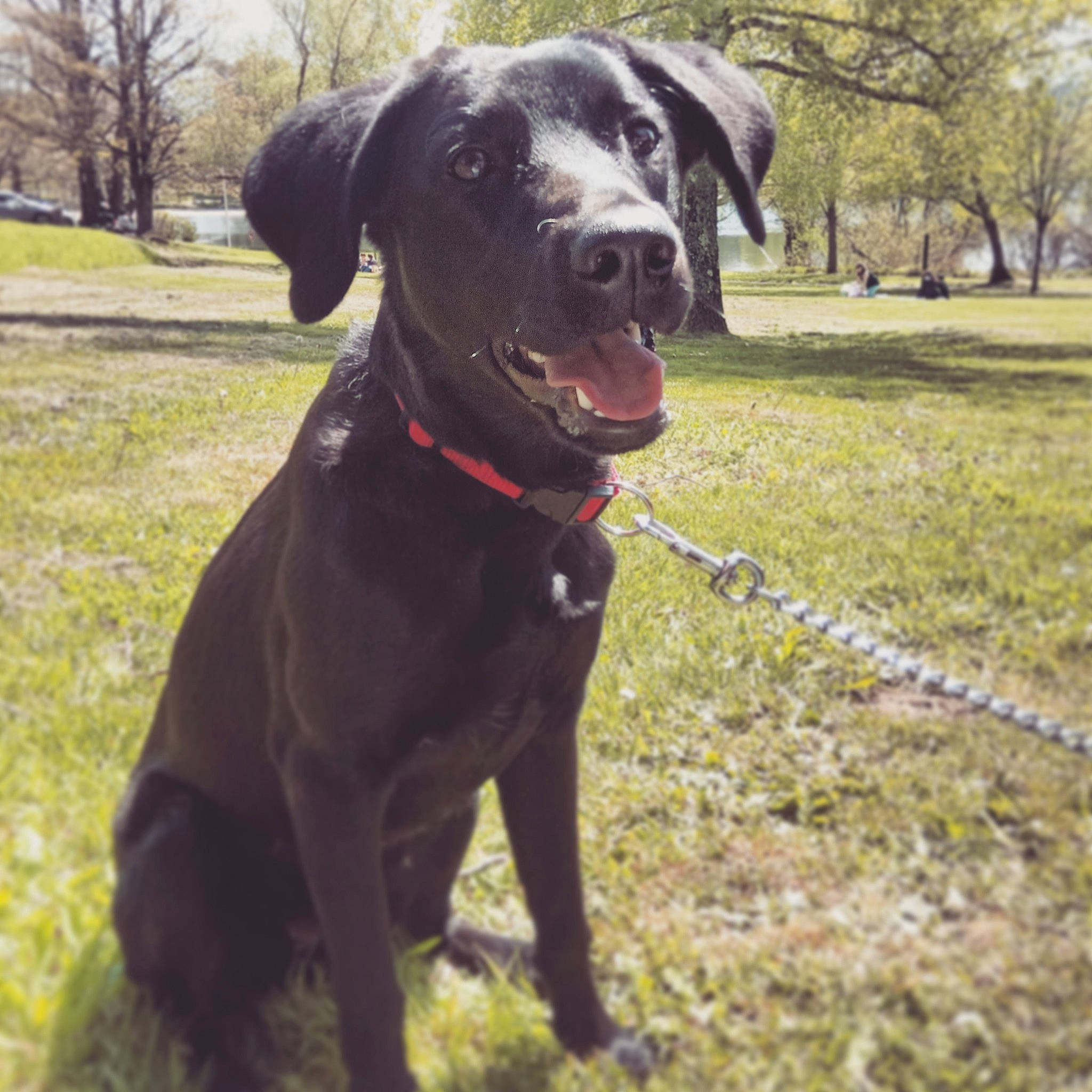 Olly a rejoint le concours — aidez-le/la à gagner de superbes lots ! borador, canidae, carnivore, collar, companion_dog, dog, dog_breed, dog_collar, fur, hunting_dog, labrador_retriever, leash, liver, mammal, pet_supply, retriever, snout, sporting_group, whiskers, working_animal