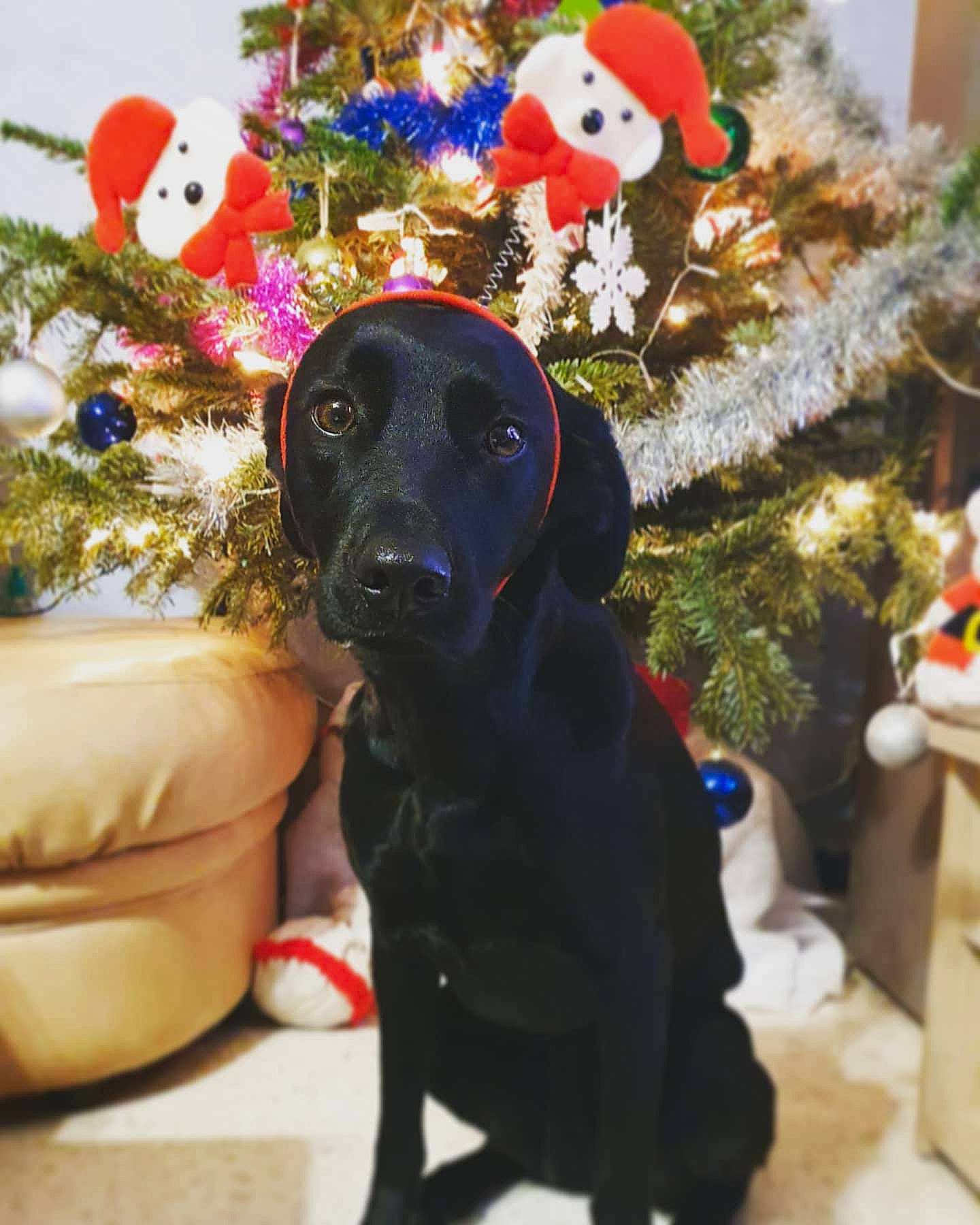 Olly participe au concours pour gagner de l'argent avec cette photo : canidae, carnivore, christmas, christmas_decoration, christmas_eve, christmas_ornament, christmas_tree, collar, companion_dog, dog, dog_breed, dog_collar, fictional_character, holiday, holiday_ornament, interior_design, pet_supply, sporting_group, toy, working_animal