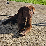Aïka participe au concours pour gagner de l'argent avec cette photo : puppy, dog, brown, outdoor, concrete, grass, sunlight, chewing, young, pet, collar, playful, animal, shadow, cute, resting, daylight, nature, fur, closeup