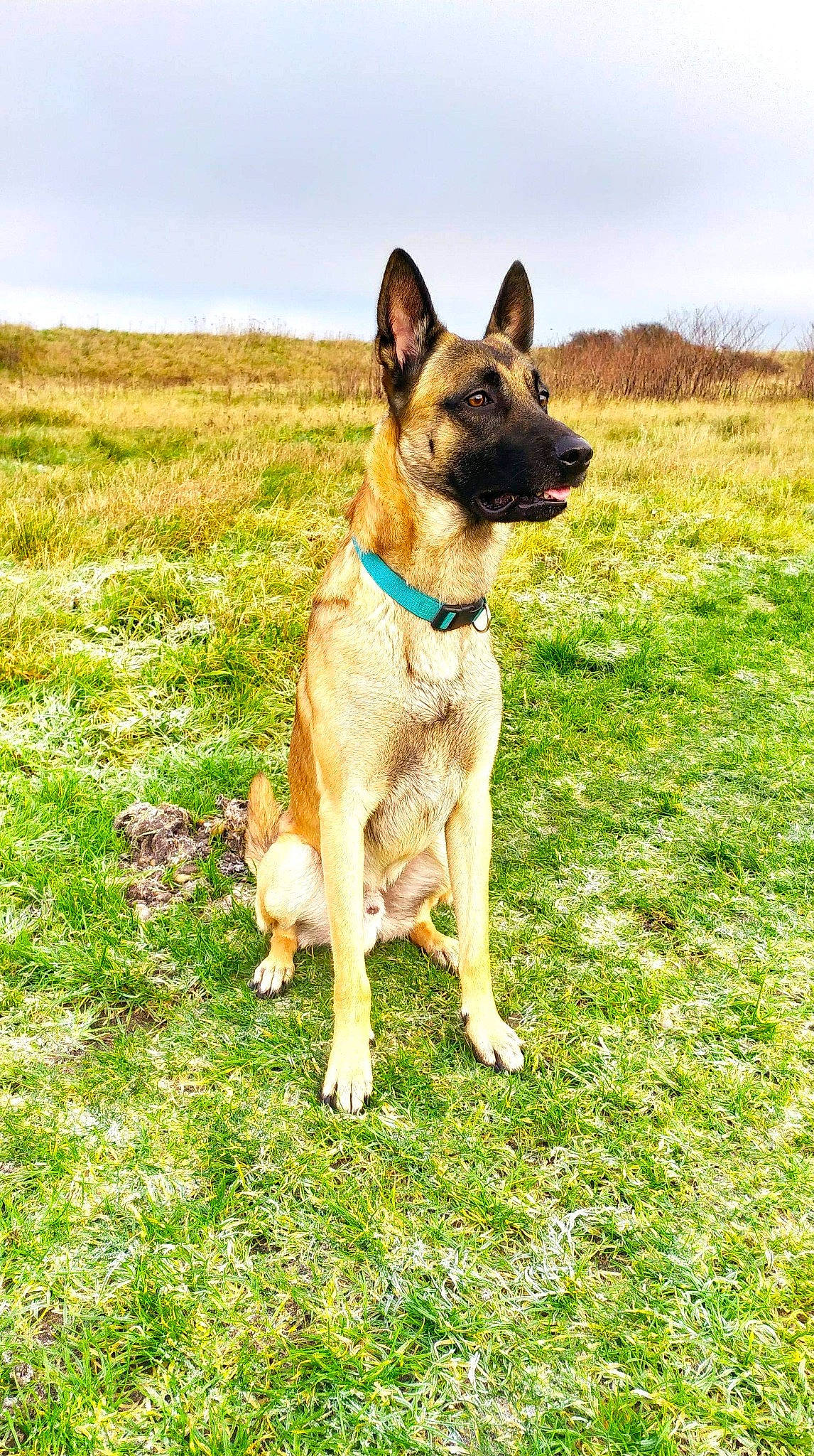 Patch participe au concours pour gagner de l'argent avec cette photo : canidae, carnivore, collar, dog, dog_breed, fawn, field, grass, grass_family, grassland, mammal, meadow, pasture, plain, police_dog, prairie, snout, sporting_group, steppe, working_animal