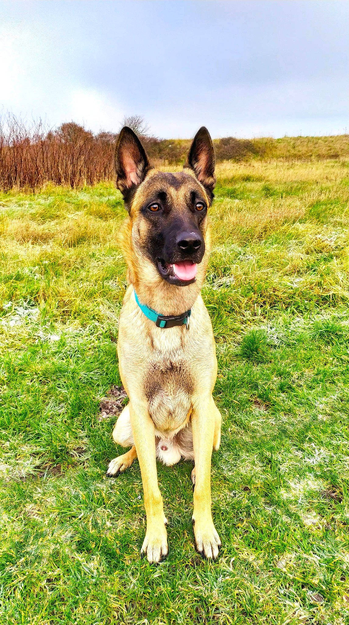 Patch participe au concours pour gagner de l'argent avec cette photo : canidae, carnivore, collar, dog, dog_breed, fawn, field, german_shepherd_dog, grass, grass_family, grassland, herding_dog, hunting_dog, meadow, pasture, plain, prairie, snout, sporting_group, working_animal