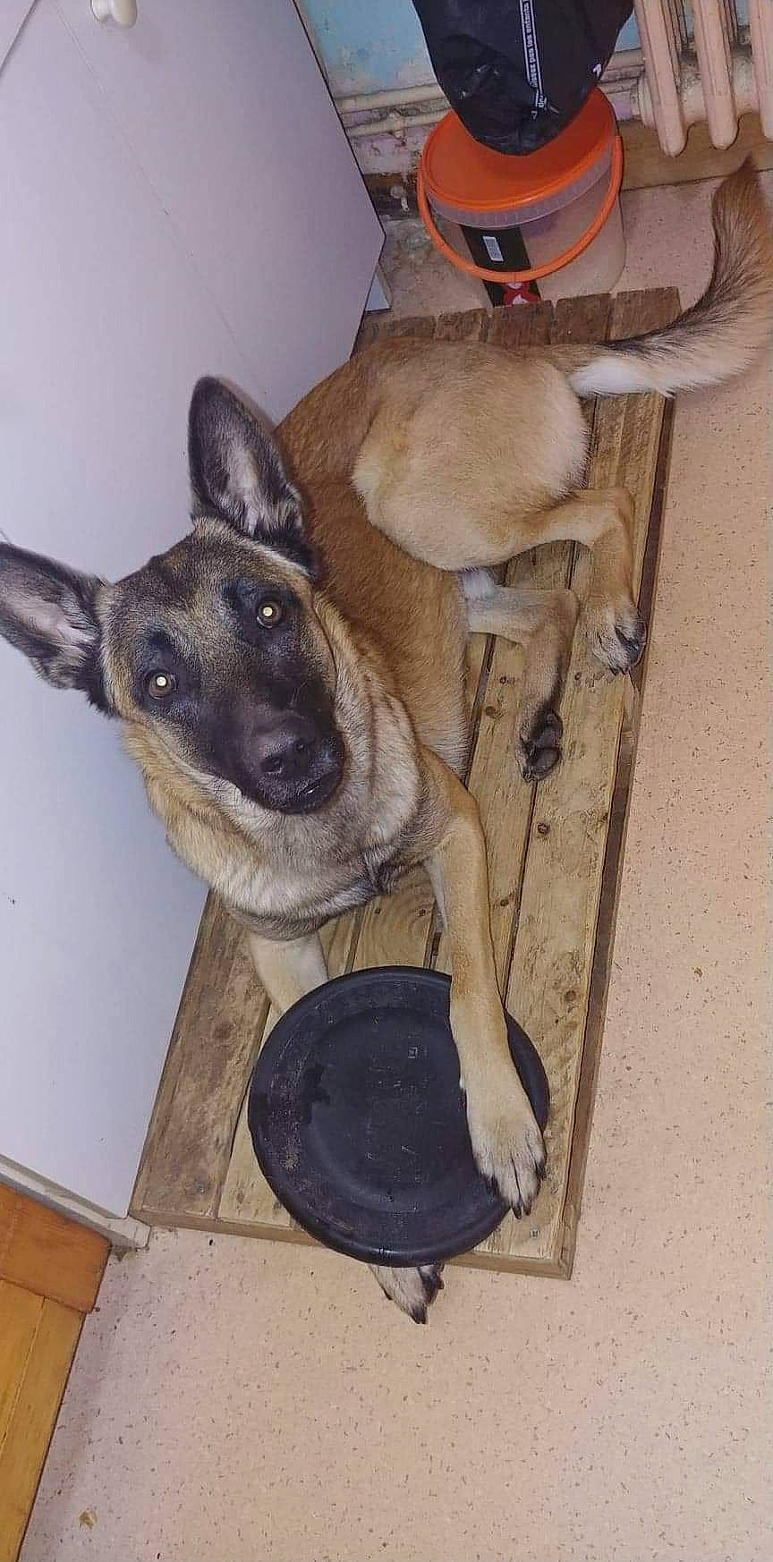 Patch participe au concours pour gagner de l'argent avec cette photo : belgian_shepherd_malinois, canidae, carnivore, dog, dog_breed, dog_supply, fawn, german_shepherd_dog, pet_supply, snout, vertebrate, working_animal, working_dog