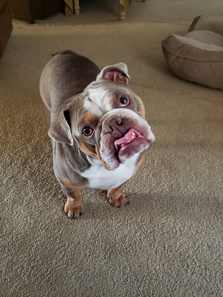 Duke joined the competition — help win amazing prizes! asphalt, bulldog, canidae, carnivore, companion_dog, dog, dog_breed, fawn, flooring, fur, grass, non_sporting_group, road_surface, snout, sporting_group, tail, terrestrial_animal, whiskers, working_animal, wrinkle