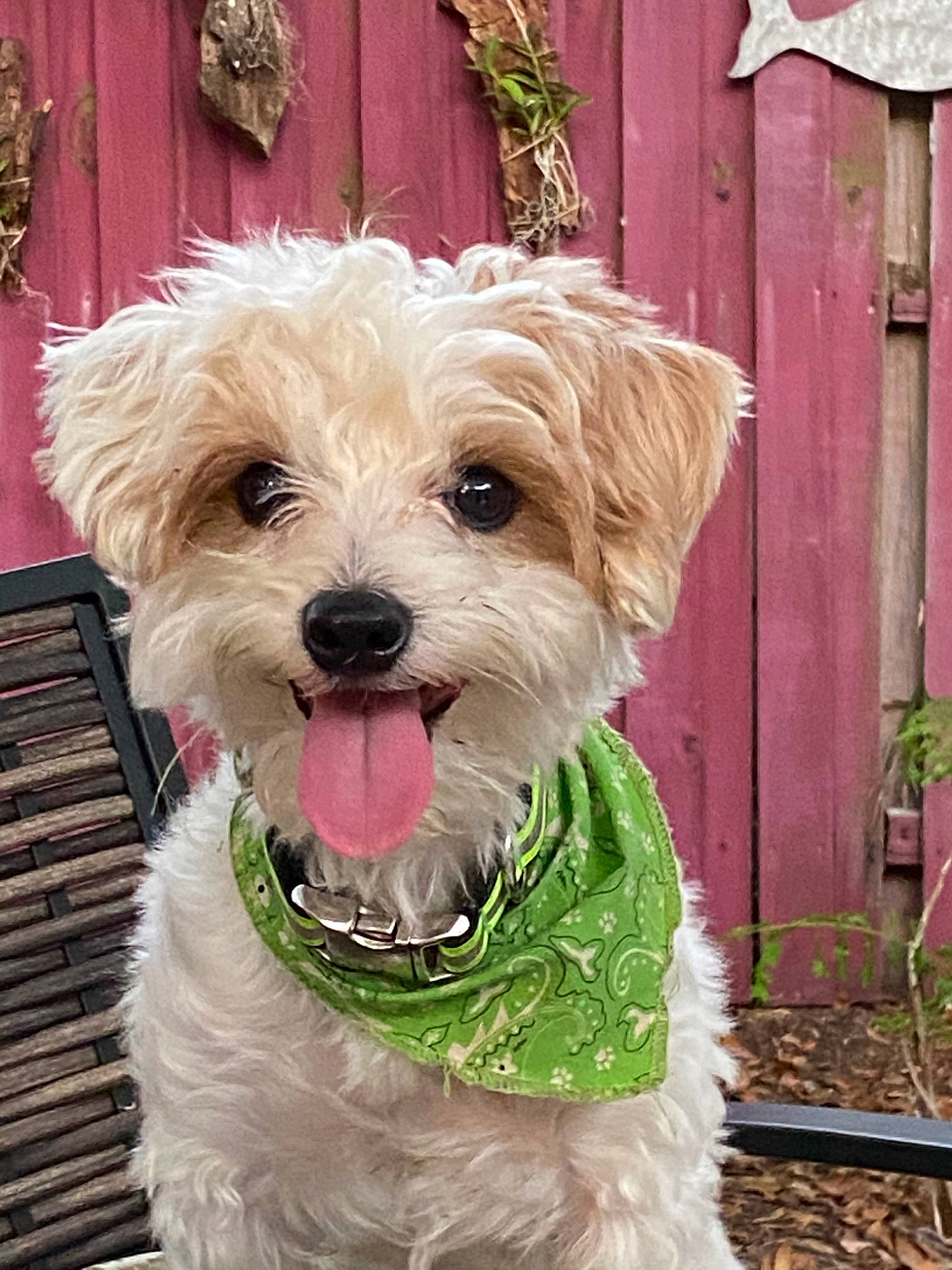 Buppy Puppy is registered to the contest to win money with this photo: canidae, carnivore, companion_dog, dog, dog_breed, dutch_smoushond, maltepoo, maltese, mammal, morkie, poodle_crossbreed, puppy, rare_breed_dog, schnoodle, snout, sporting_lucas_terrier, terrier, toy_dog, vertebrate, west_highland_white_terrier