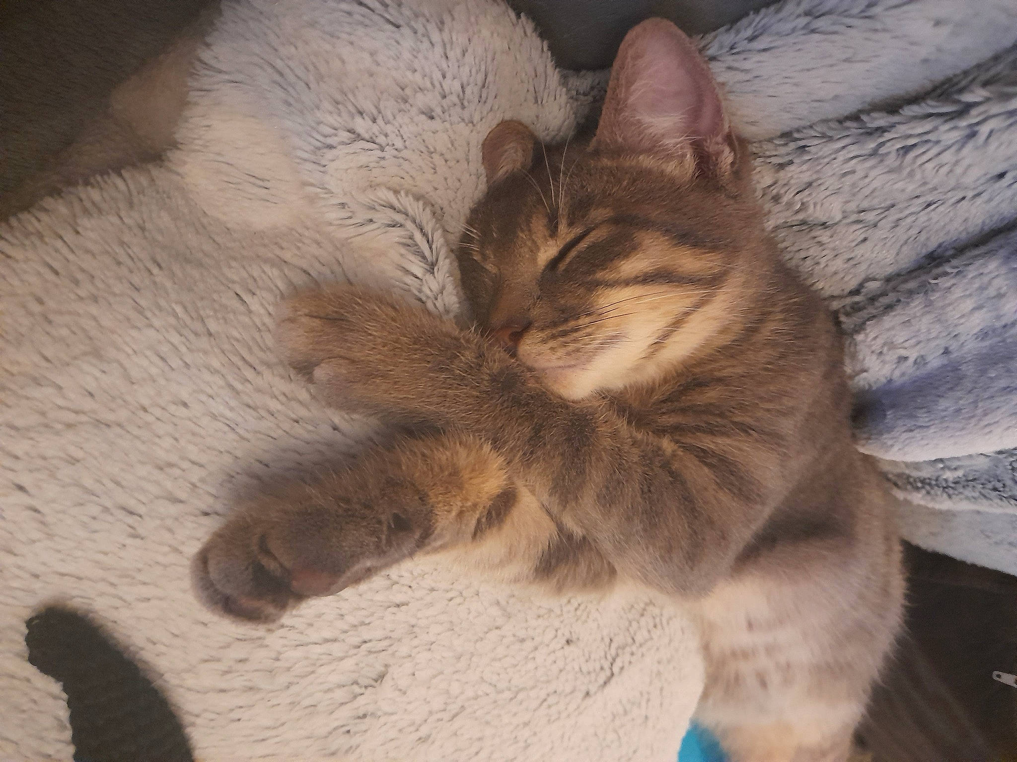 Floki a rejoint le concours — aidez-le/la à gagner de superbes lots ! carnivore, cat, claw, comfort, domestic_short_haired_cat, fawn, felidae, foot, fur, hardwood, nap, paw, sleep, small_to_medium_sized_cats, snout, tail, terrestrial_animal, whiskers, wildlife, wood