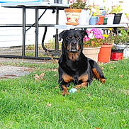 Evie Girl joined the competition — help win amazing prizes! rottweiler, dog, grass, ball, flower_pots, picnic_table, garden, outdoor, pet, canine, greenery, nature, backyard, plants, flowers, summer, relaxed, animal, mammal, domestic