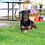 rottweiler, dog, grass, ball, flower_pots, picnic_table, garden, outdoor, pet, canine, greenery, nature, backyard, plants, flowers, summer, relaxed, animal, mammal, domestic