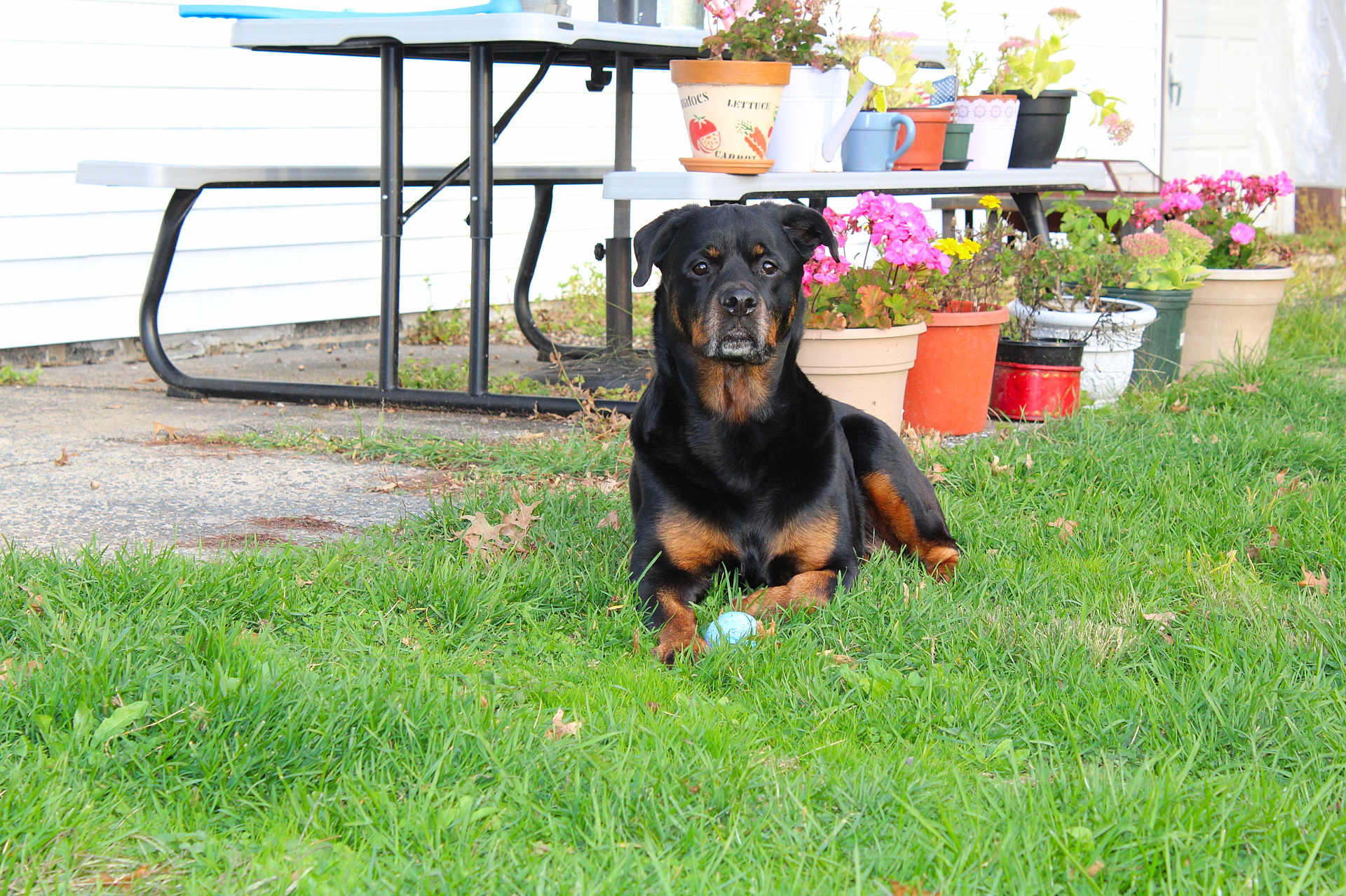 Evie Girl joined the competition — help win amazing prizes! rottweiler, dog, grass, ball, flower_pots, picnic_table, garden, outdoor, pet, canine, greenery, nature, backyard, plants, flowers, summer, relaxed, animal, mammal, domestic