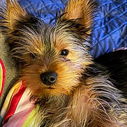 Milo is registered to the contest to win money with this photo: bed, bedding, blanket, brown_fur, close_up, cozy, cute, dog, ears, eyes, fur, indoor, long_hair, nose, pet, portrait, puppy, small_dog, whiskers, yorkshire_terrier