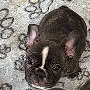 Rocky is registered to the contest to win money with this photo: puppy, dog, french_bulldog, brindle, pet, close_up, cute, wrinkles, blanket, paw_print, indoor, animal, companion, young, fur, ears, nose, face, looking_up, soft_texture