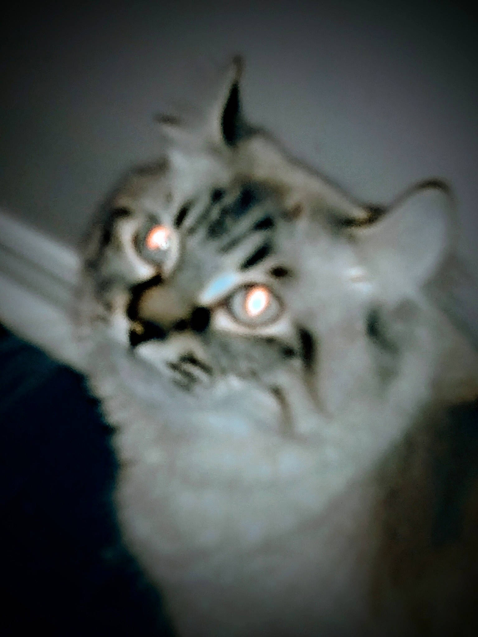 Snow a rejoint le concours — aidez-le/la à gagner de superbes lots ! carnivore, cat, darkness, domestic_short_haired_cat, ear, event, eye, fang, felidae, fur, head, jaw, macro_photography, paw, small_to_medium_sized_cats, snout, tail, terrestrial_animal, whiskers, wildlife