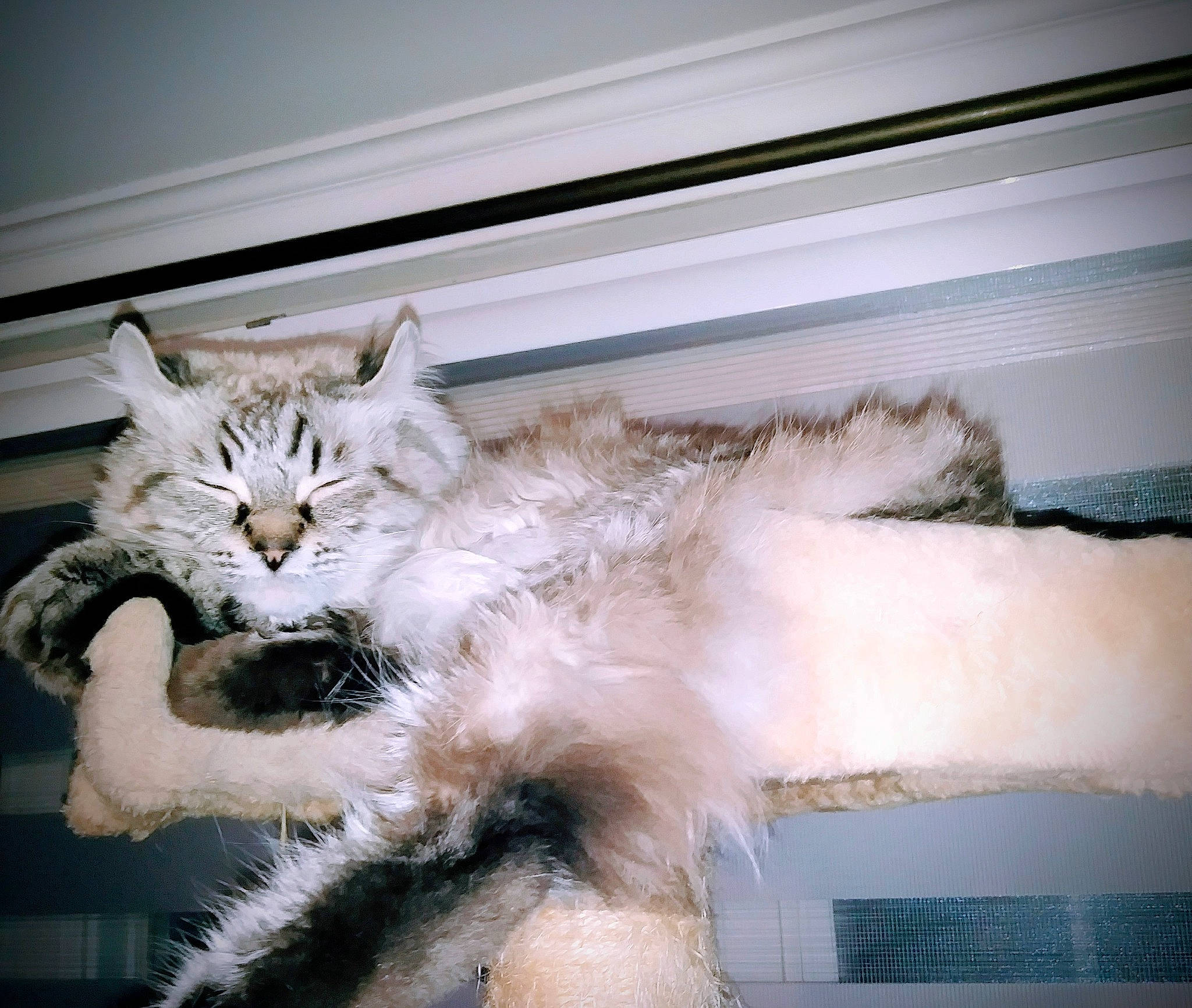 Snow a rejoint le concours — aidez-le/la à gagner de superbes lots ! bed, bedding, carnivore, cat, claw, comfort, domestic_short_haired_cat, felidae, fur, metal, nap, paw, plant, small_to_medium_sized_cats, tail, whiskers, window, wood