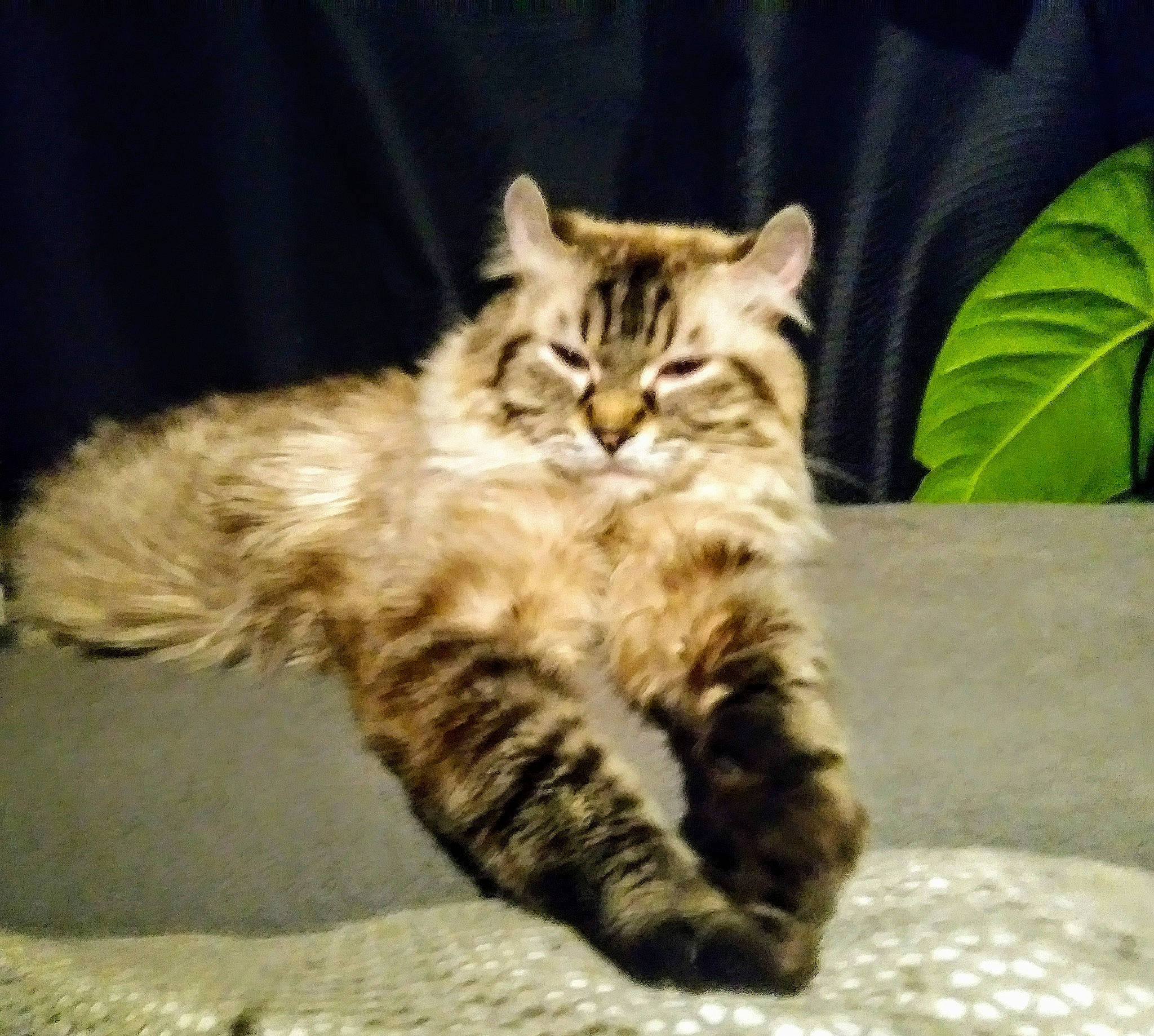 Snow a rejoint le concours — aidez-le/la à gagner de superbes lots ! carnivore, cat, claw, comfort, domestic_short_haired_cat, fawn, felidae, fur, maine_coon, paw, siberian, sitting, small_to_medium_sized_cats, snout, tail, terrestrial_animal, whiskers, wildlife