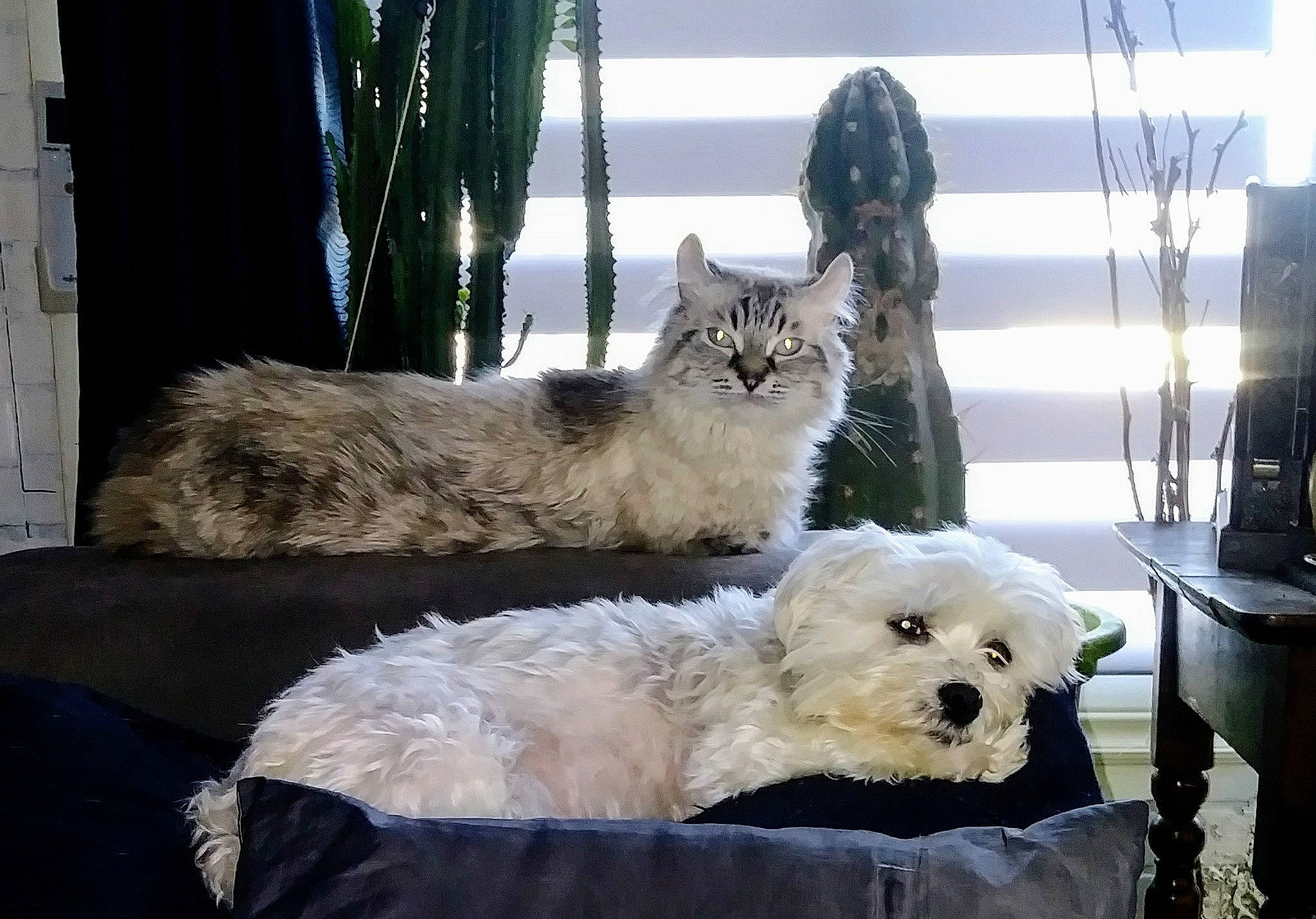 Snow a rejoint le concours — aidez-le/la à gagner de superbes lots ! carnivore, cat, comfort, companion_dog, couch, curtain, dog, dog_breed, felidae, fur, furniture, interior_design, room, small_to_medium_sized_cats, tail, textile, toy_dog, whiskers, window, window_treatment