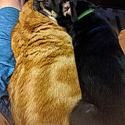 William Hildebrandt is registered to the contest to win money with this photo: animal, black_dog, cat, close_up, companionship, cozy, cute, dog, domestic, friendship, fur, green_collar, indoor, lap, orange_cat, pet, relaxing, resting, snuggling, warmth