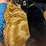 animal, black_dog, cat, close_up, companionship, cozy, cute, dog, domestic, friendship, fur, green_collar, indoor, lap, orange_cat, pet, relaxing, resting, snuggling, warmth