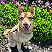 Kiya is registered to the contest to win money with this photo: dog, canine, mixed_breed, leash, tongue_out, sitting, iris_flower, purple_flower, garden, green_shrub, mulch, sunny, portrait, pet, upright_ears, happy, nose, paws, outdoor, natural_light