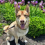 dog, canine, mixed_breed, leash, tongue_out, sitting, iris_flower, purple_flower, garden, green_shrub, mulch, sunny, portrait, pet, upright_ears, happy, nose, paws, outdoor, natural_light