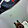 dog, french_bulldog, dog_bed, pet, indoor, wall, flag, pirate_flag, skull, crossbones, head_tilt, brown_dog, cozy, looking_up, floor, white_wall, animal, companion, cute, pet_bed