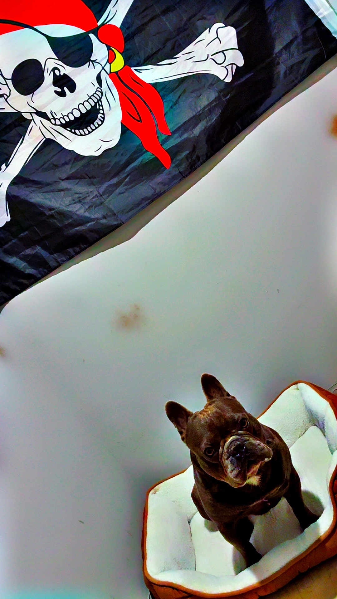 Uky a rejoint le concours — aidez-le/la à gagner de superbes lots ! dog, french_bulldog, dog_bed, pet, indoor, wall, flag, pirate_flag, skull, crossbones, head_tilt, brown_dog, cozy, looking_up, floor, white_wall, animal, companion, cute, pet_bed