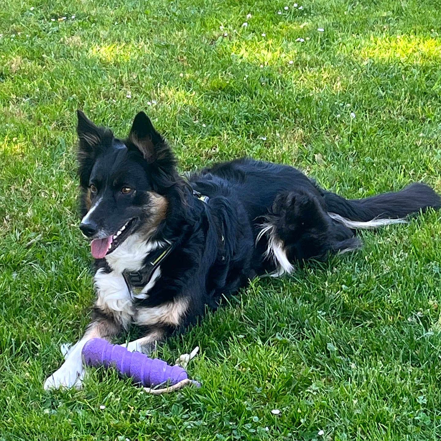 Soya a rejoint le concours — aidez-le/la à gagner de superbes lots ! dog, black_and_white, grass, toy, outdoor, pet, animal, playful, lying_down, sunlight, nature, happy, canine, fur, ears, tongue, collar, summer, relaxed, daytime