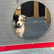 Blue participe au concours pour gagner de l'argent avec cette photo : puppy, dog, animal, portrait, tri_color, fluffy, fur, blue_eyes, collar, playground, playhouse, window, round_window, indoor, carpet, red_trim, curious, looking_at_camera, cute, photography