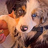 Blue participe au concours pour gagner de l'argent avec cette photo : animal, australian_shepherd, blue_eye, brown_eye, close_up, cute, dog, fluffy, fur, hand, harness, heterochromia, indoor, lying_down, merle_coat, pet, portrait, puppy, sitting, treat