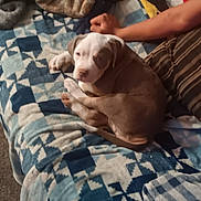 Papa is registered to the contest to win money with this photo: puppy, dog, pet, animal, white_and_brown, short_hair, sleepy, lying_down, bed, blanket, patchwork, indoors, home, cozy, cute, small_dog, portrait, paws, floppy_ears, relaxed