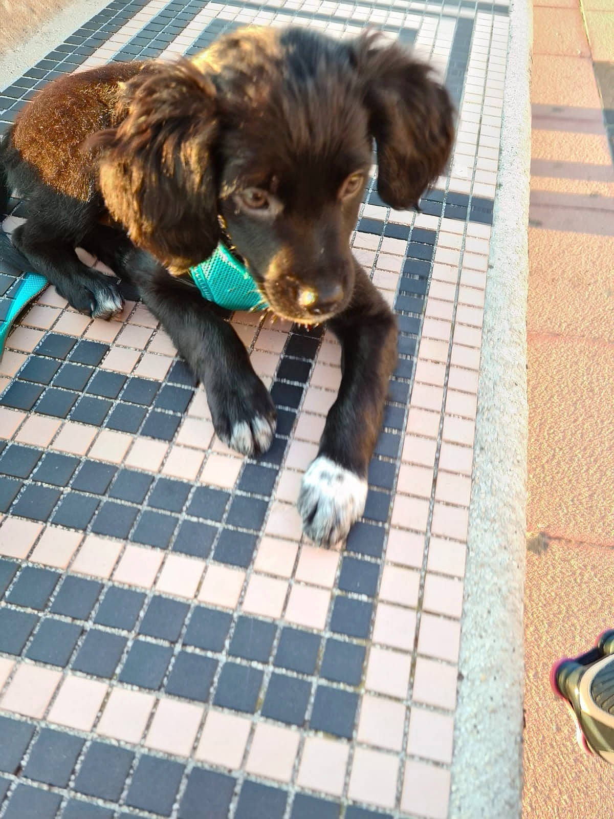 Junior participe au concours pour gagner de l'argent avec cette photo : boykin_spaniel, canidae, carnivore, cockapoo, companion_dog, dog, dog_breed, german_longhaired_pointer, labradoodle, liver, mammal, puppy, small_munsterlander, spaniel, sporting_group, vertebrate