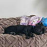 Alpha participe au concours pour gagner de l'argent avec cette photo : animal, bed, black_dog, blanket, comfort, cozy, cute, dog, fur, home, indoor, peaceful, pet, plush_toy, puppy, relaxation, resting, sleeping, snug, soft_texture