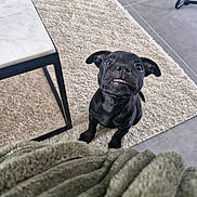 Alpha a rejoint le concours — aidez-le/la à gagner de superbes lots ! animal, black_dog, blanket, carpet, cozy, cute, dog, ears, eyes, floor, fur, home, indoor, looking_up, pet, puppy, sitting, small_dog, table, teeth