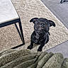 animal, black_dog, blanket, carpet, cozy, cute, dog, ears, eyes, floor, fur, home, indoor, looking_up, pet, puppy, sitting, small_dog, table, teeth