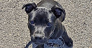 Alpha participe au concours pour gagner de l'argent avec cette photo : puppy, dog, black_dog, pet, animal, asphalt, outdoor, sunlight, shadow, cute, looking_up, collar, leash, small_dog, young_dog, ears, tail, texture, daylight, ground